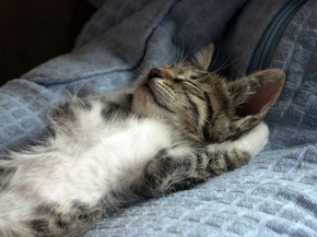 21-cute-sleeping-cat-pictures-2